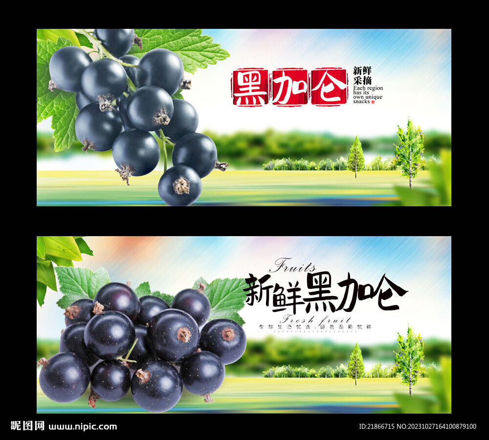 黑加侖