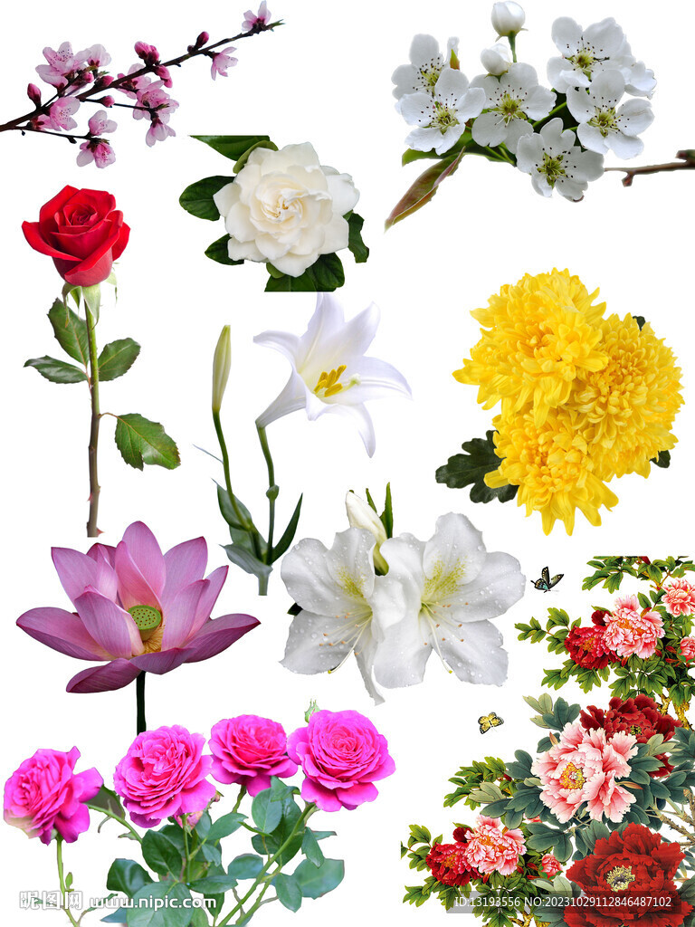 各種花朵