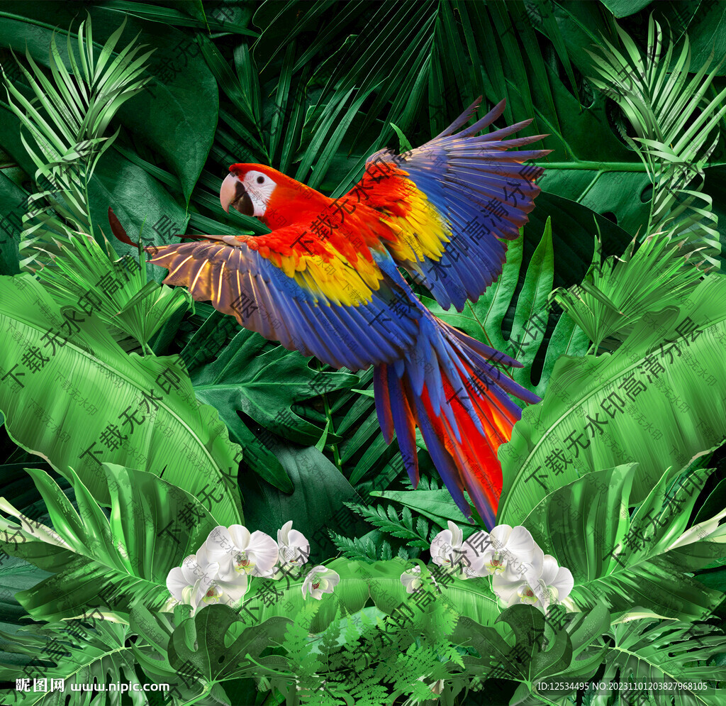 金刚鹦鹉 热带森林