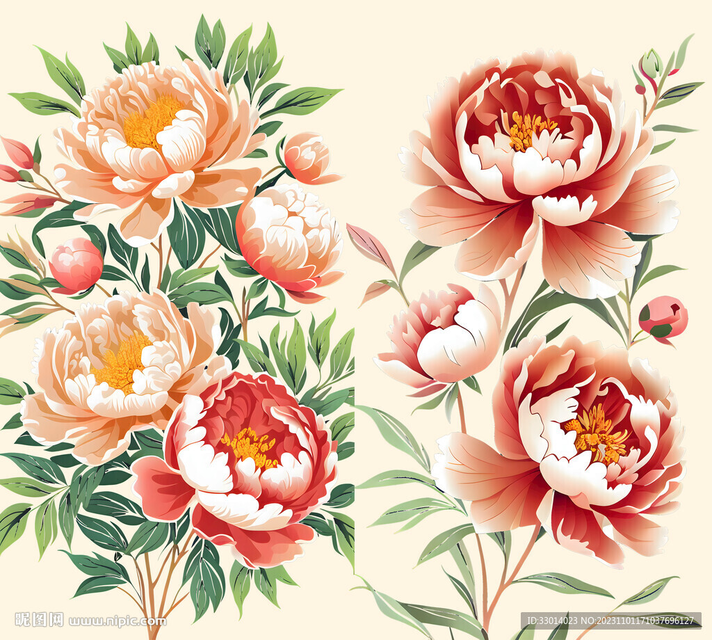 牡丹插畫