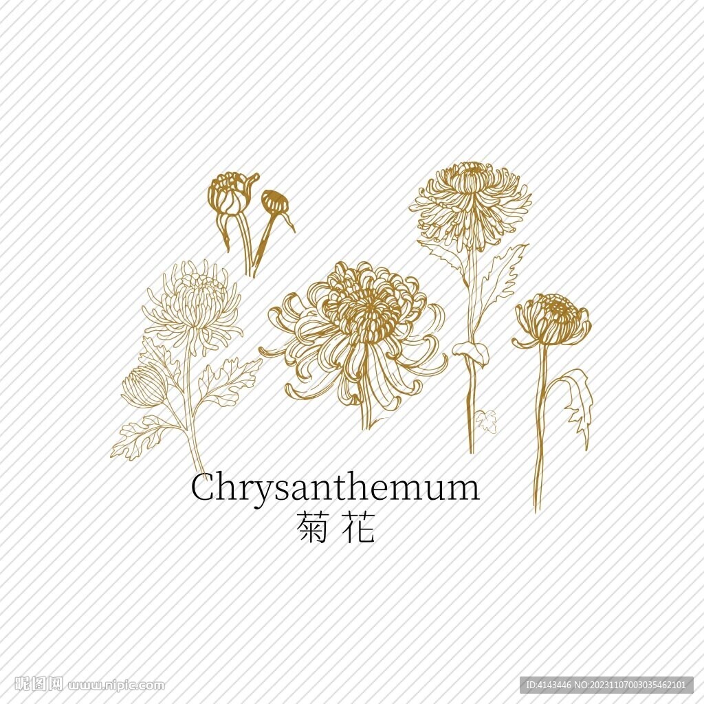 矢量菊花