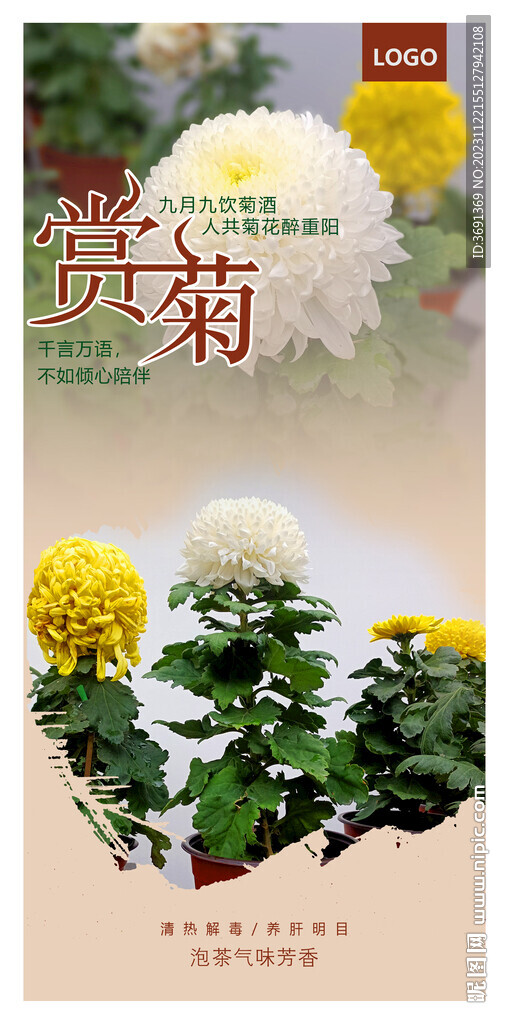 菊花DM單