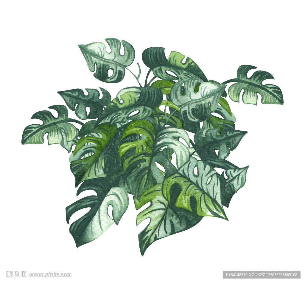 綠植 