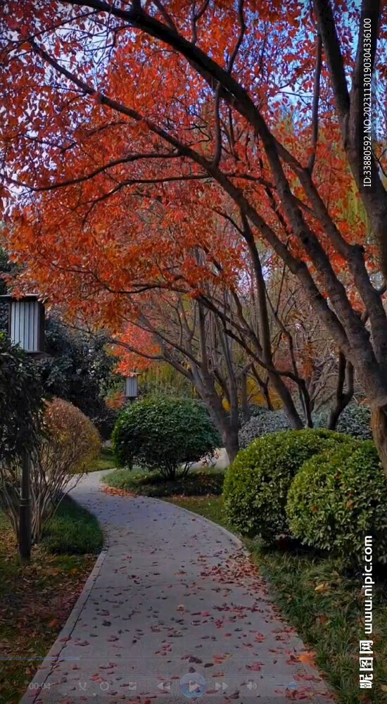 霜葉紅于二月天