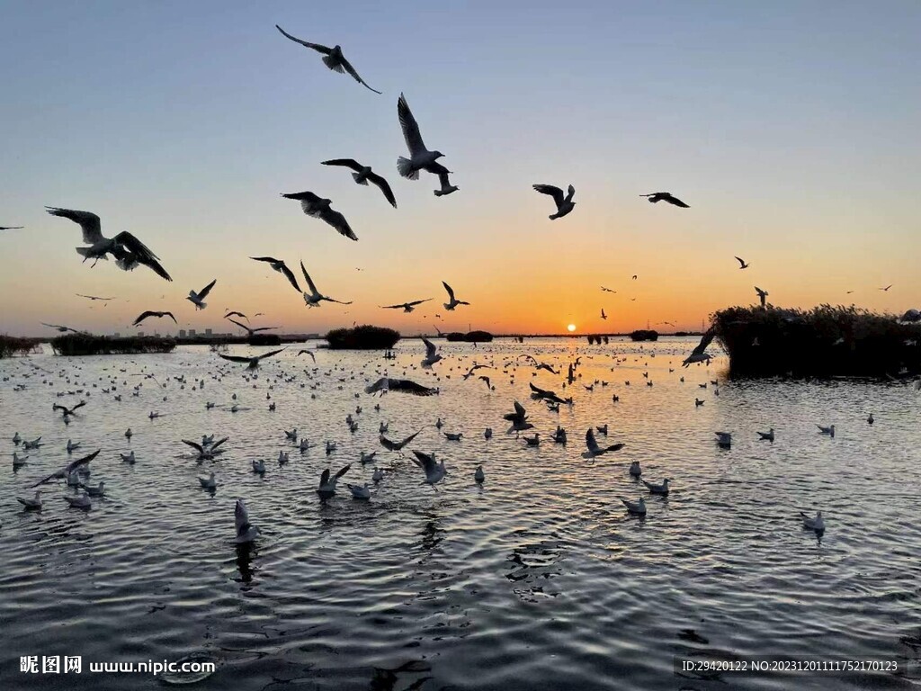 濕地落日海鳥棲息
