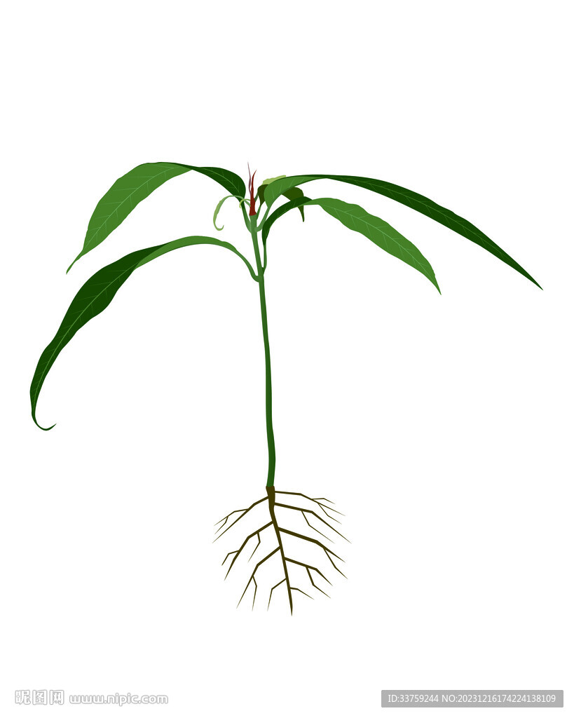 矢量樹苗