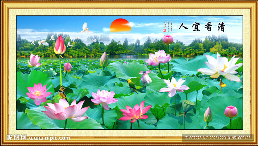 荷花爭艷圖