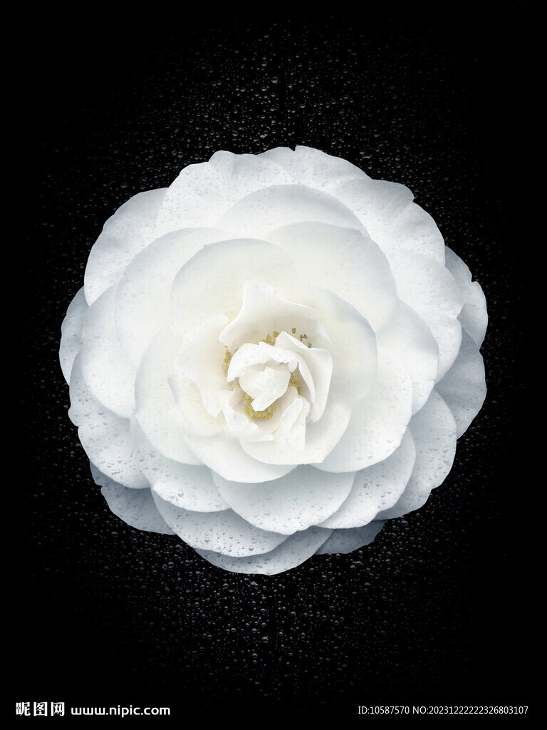 茶花