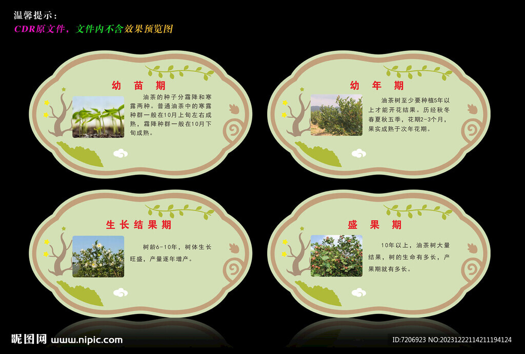 油茶樹生長過程