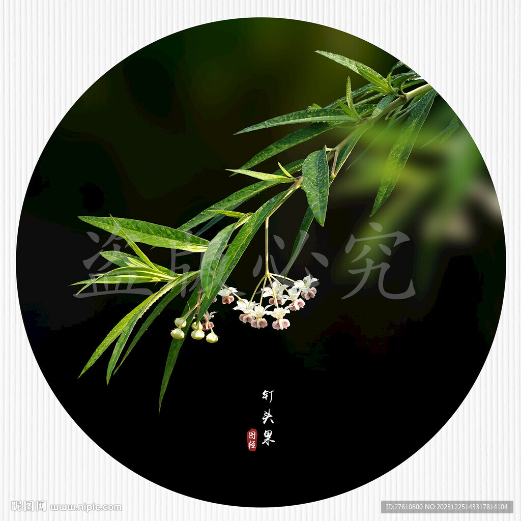 釘頭果