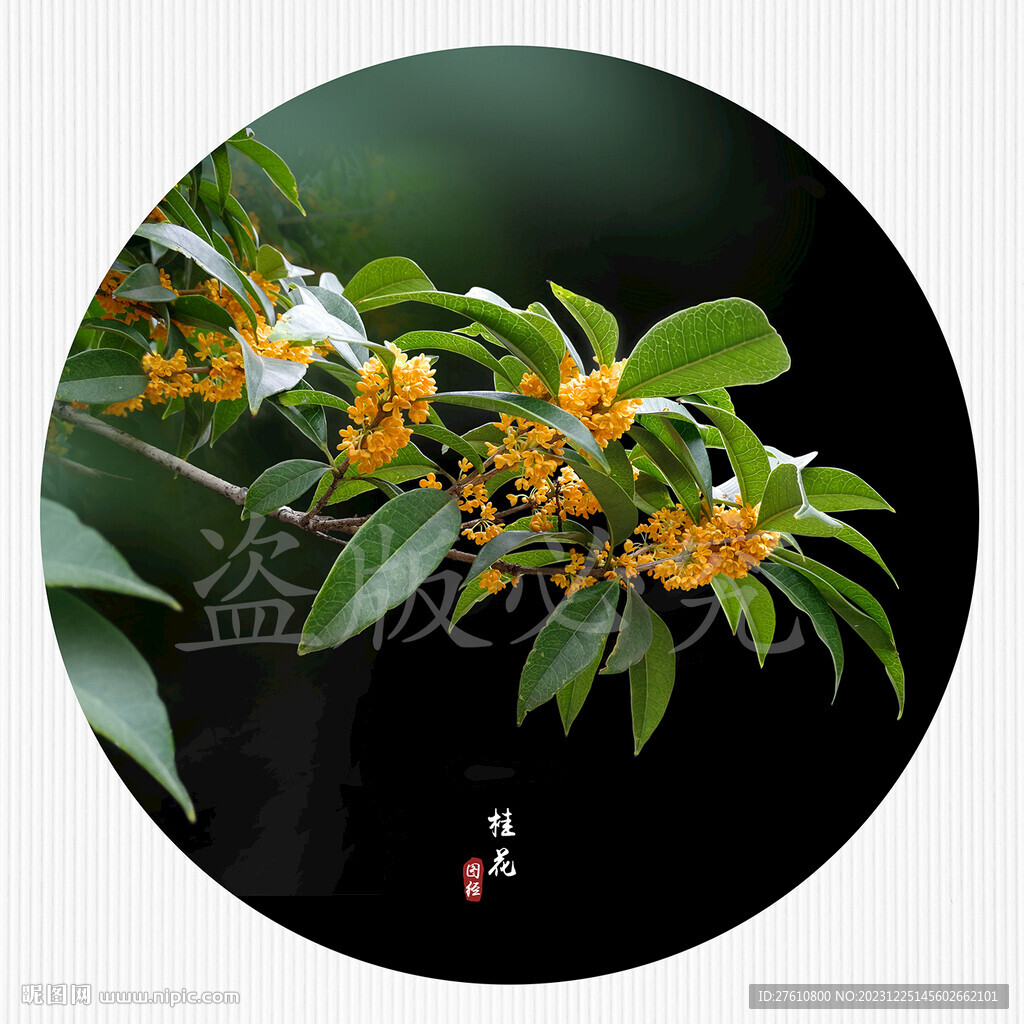 桂花