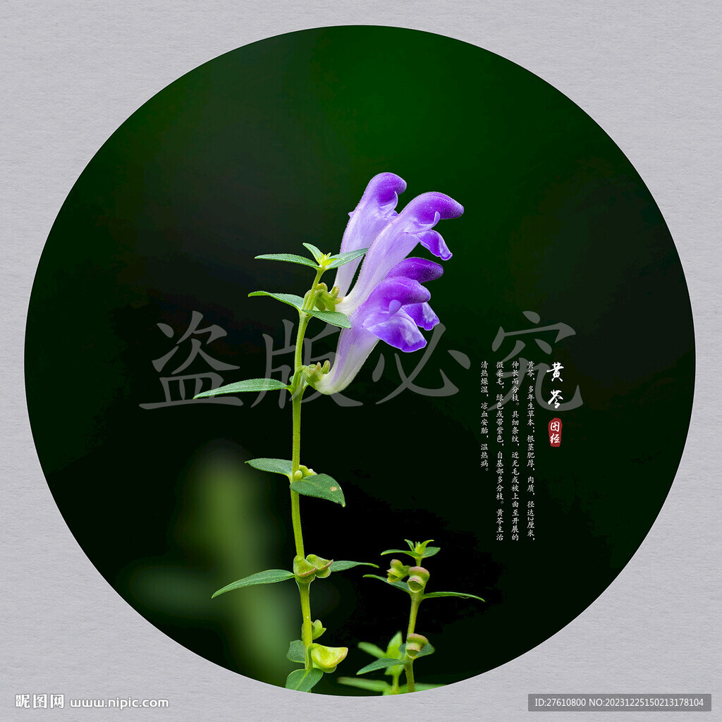 黃芩