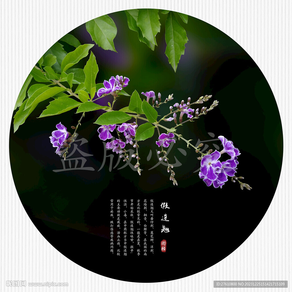 假連翹