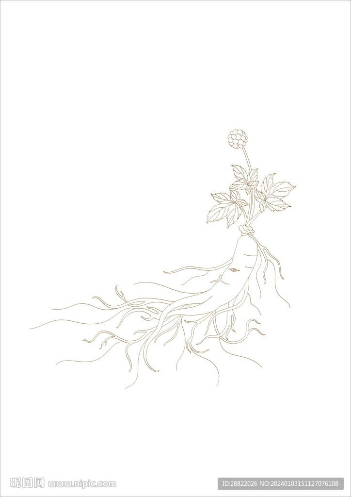 人參素材
