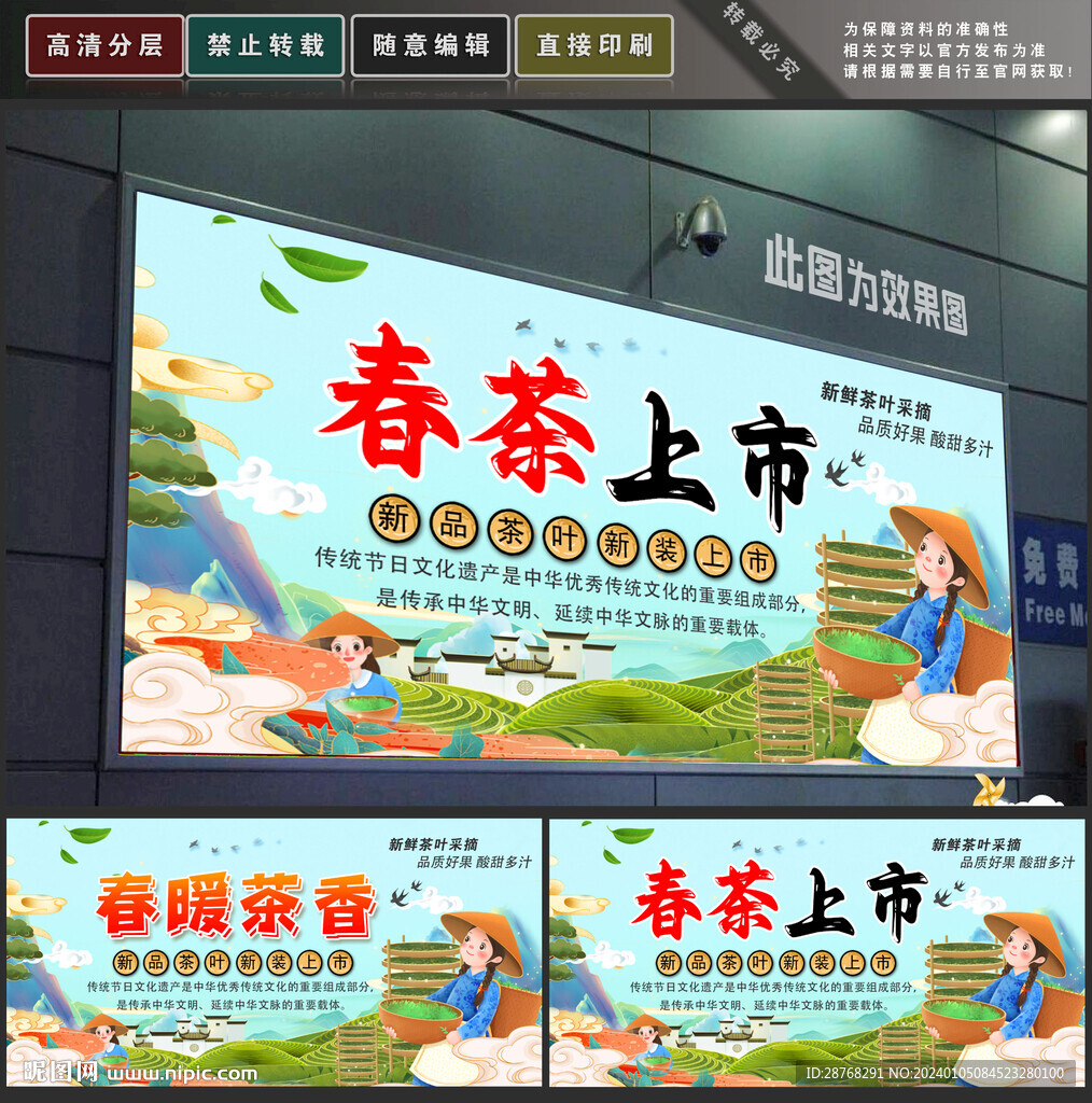 春茶