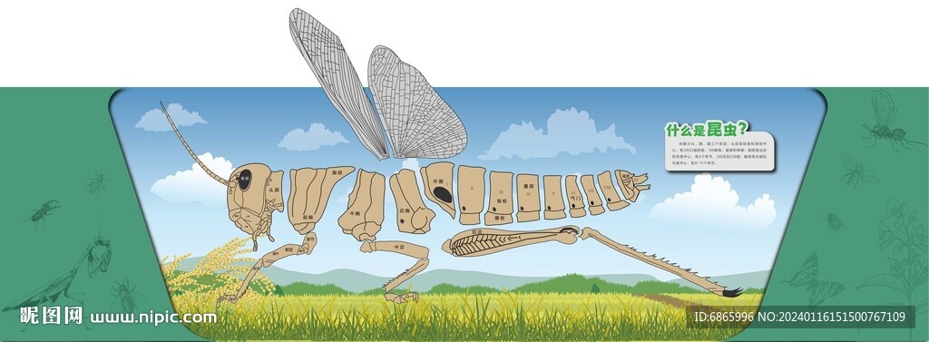 蝗虫的身体结构
