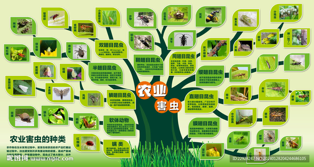 農(nóng)業(yè)害蟲(chóng)的分類展板