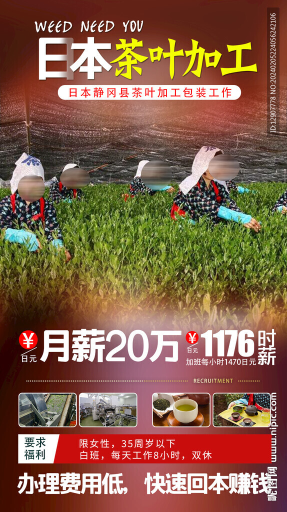 茶葉加工廠招聘