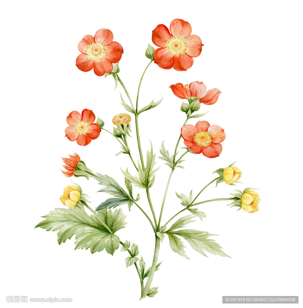手繪花卉