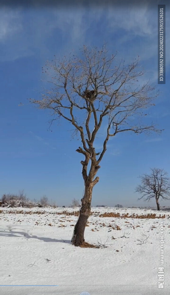 雪景樹木