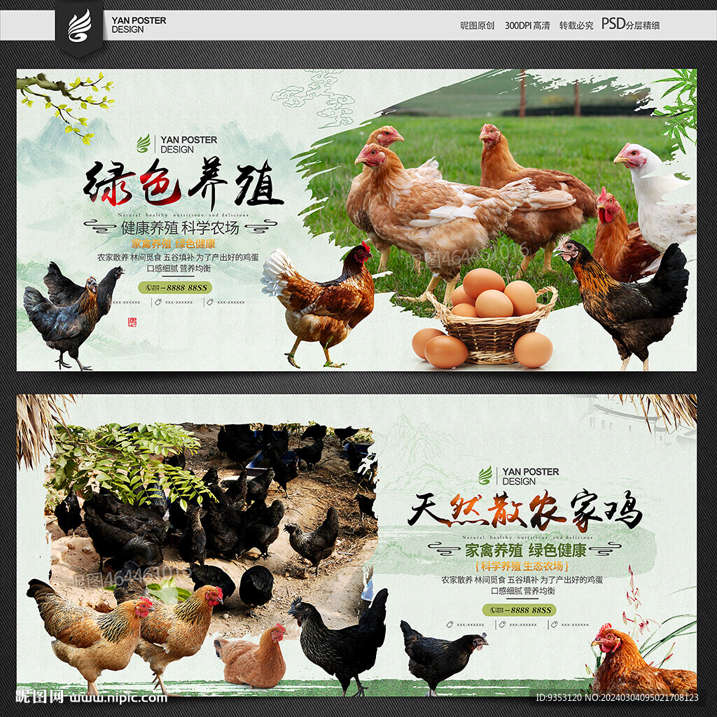 養(yǎng)雞
