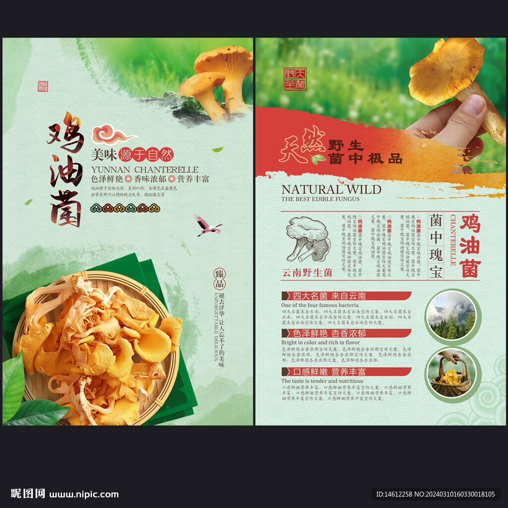 雞油菌