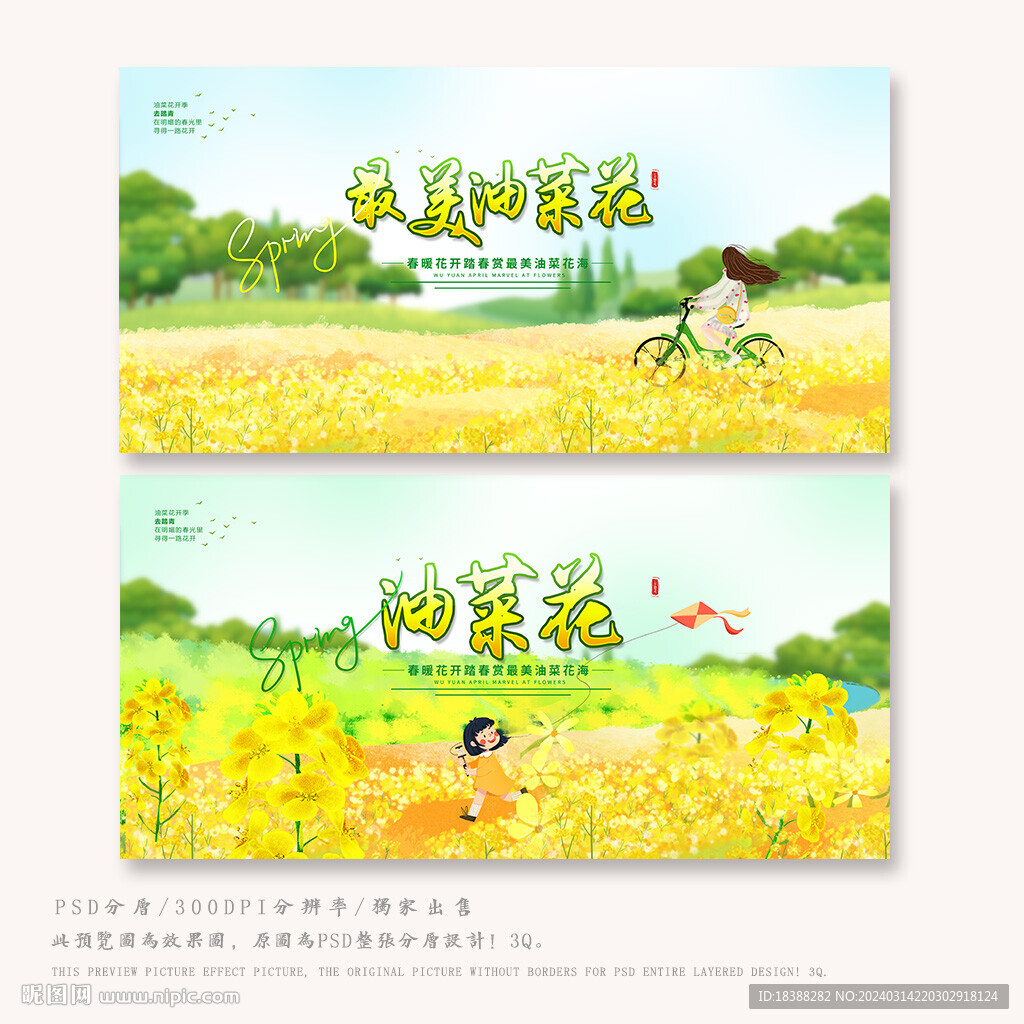 油菜花