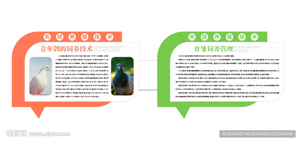 青年鴿的飼養技術