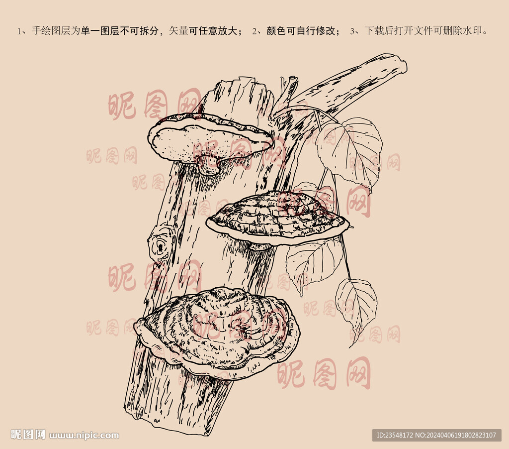 桑黃