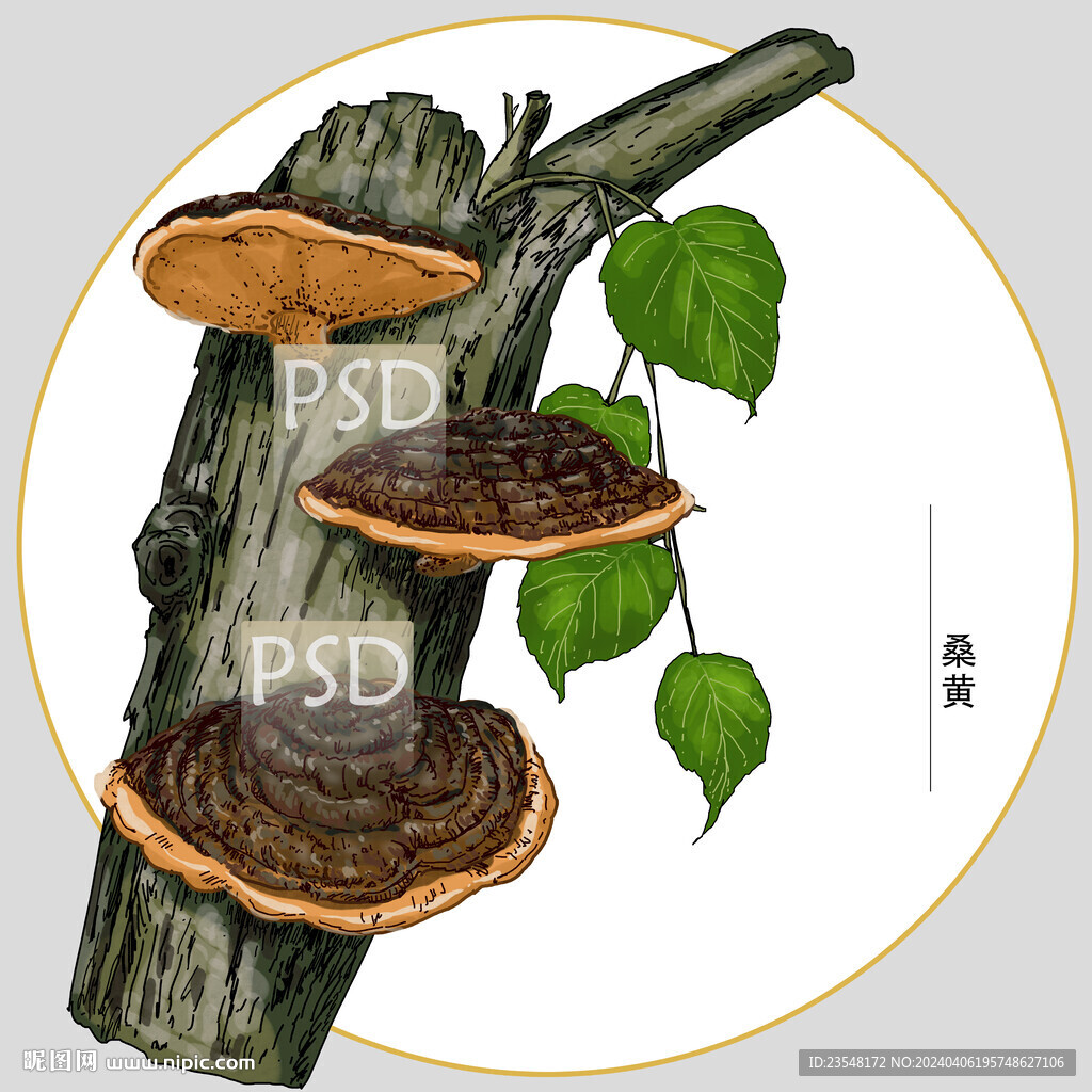 桑黃包裝插畫(huà)