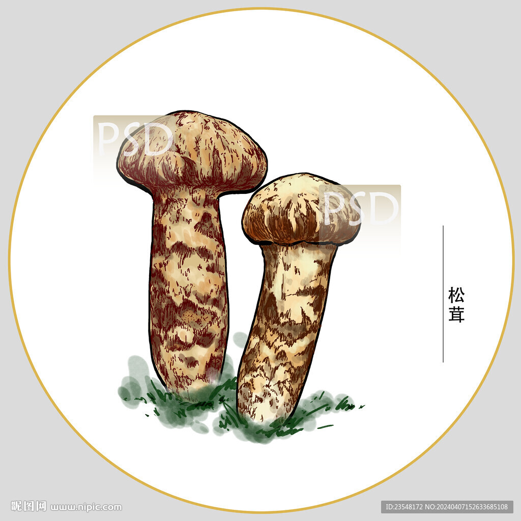 松茸包裝插畫