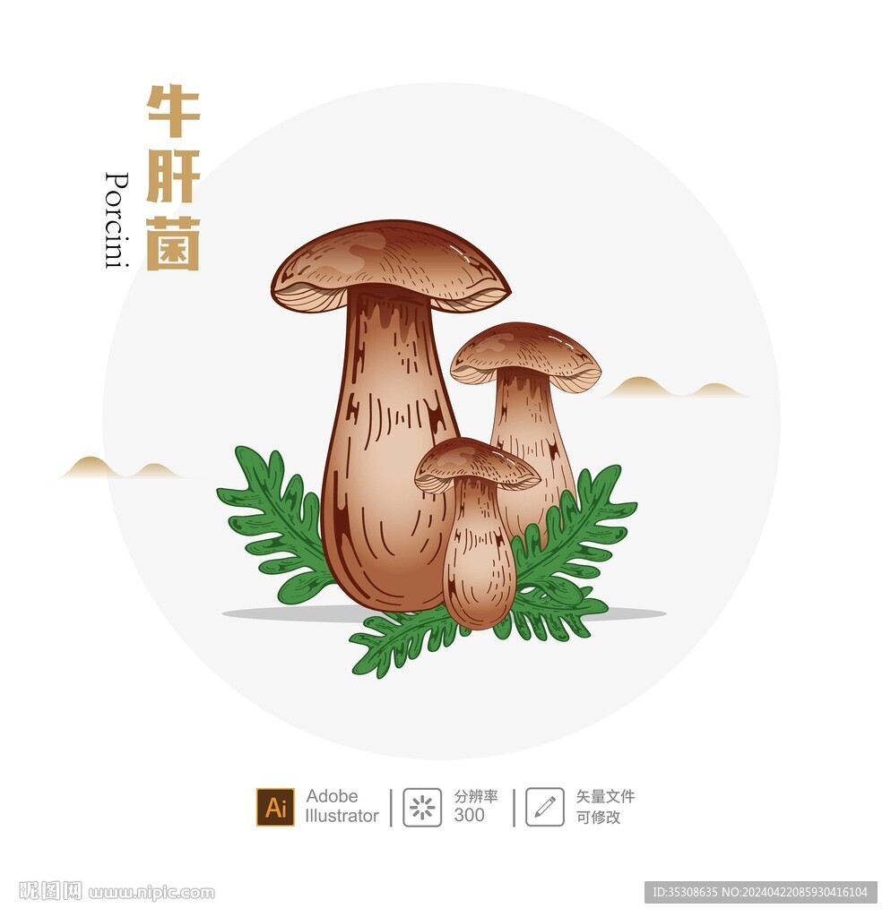 牛肝菌插畫(huà)