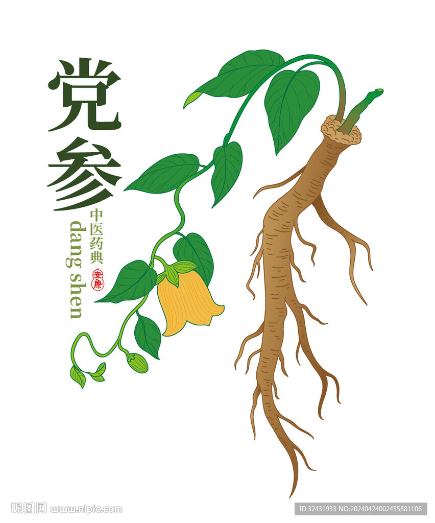 手繪黨參