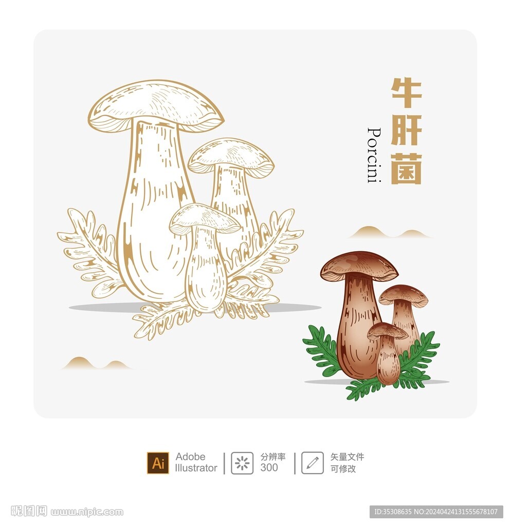 牛肝菌 矢量插畫