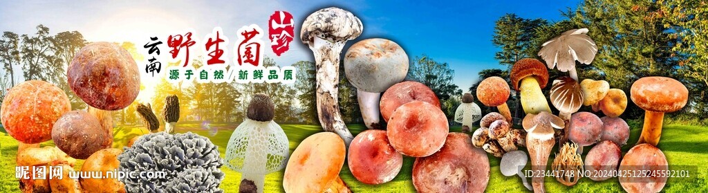 野生菌海報(bào)