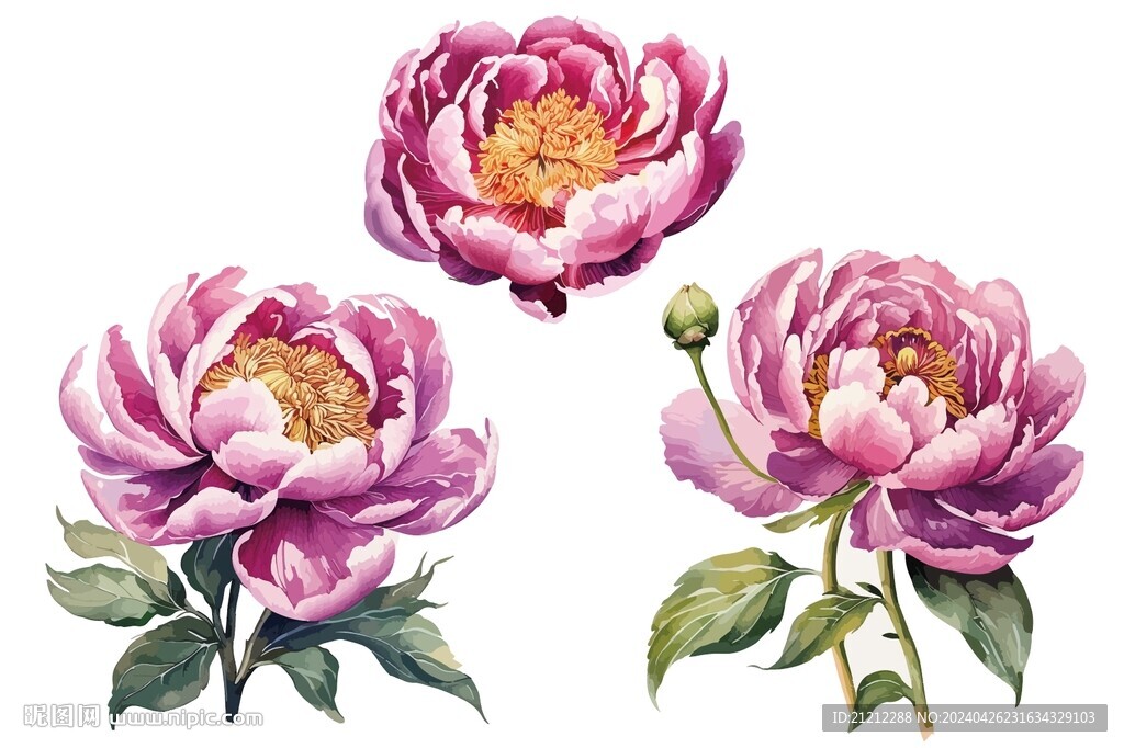芍藥 牡丹 花 
