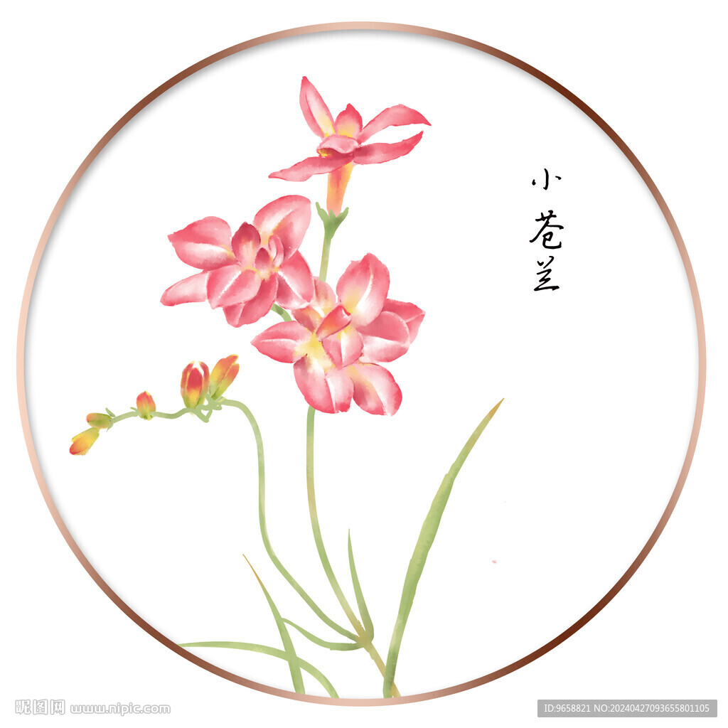 小蒼蘭