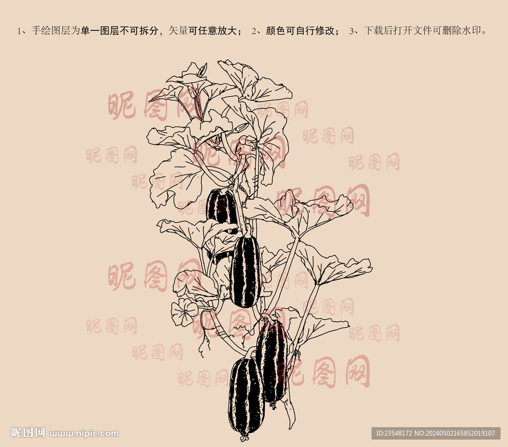 博洋九號黃瓜