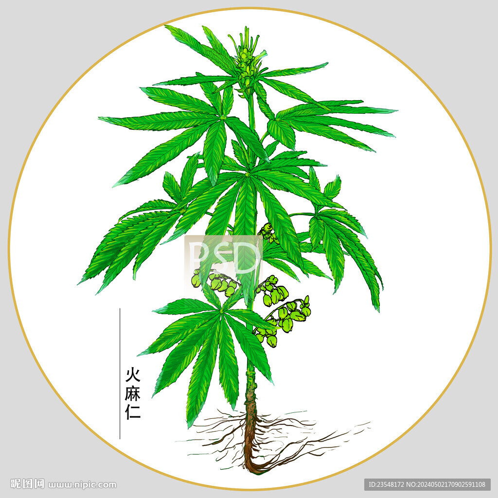 火麻仁包裝插畫