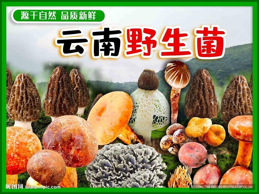 野生菌海報