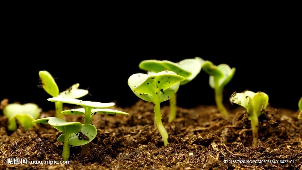 種子發芽植物生長綠色生命