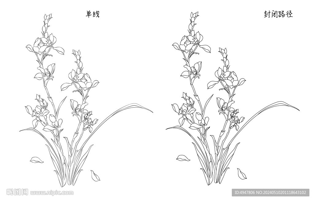 蘭花 矢量圖