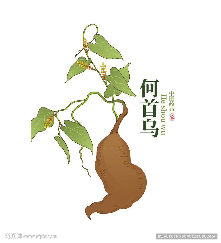 何首烏