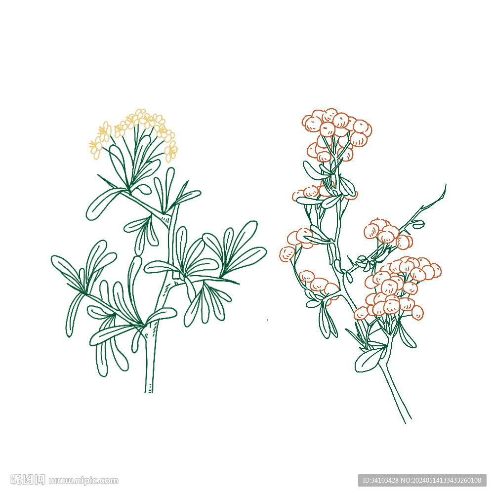 火棘線條插畫