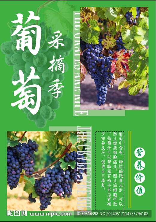 葡萄