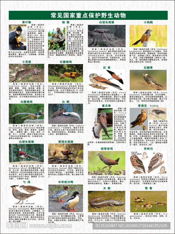野生保護動物宣傳冊