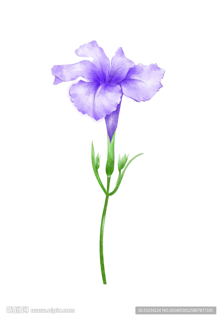 紫色喇叭花