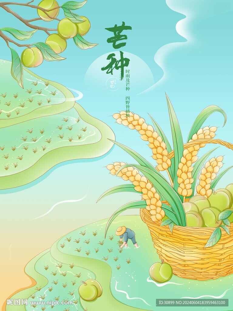 手繪芒種節(jié)氣麥穗插秧青梅插畫