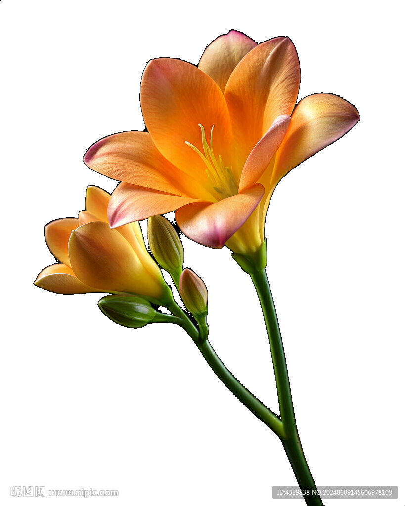 花朵漂亮花朵