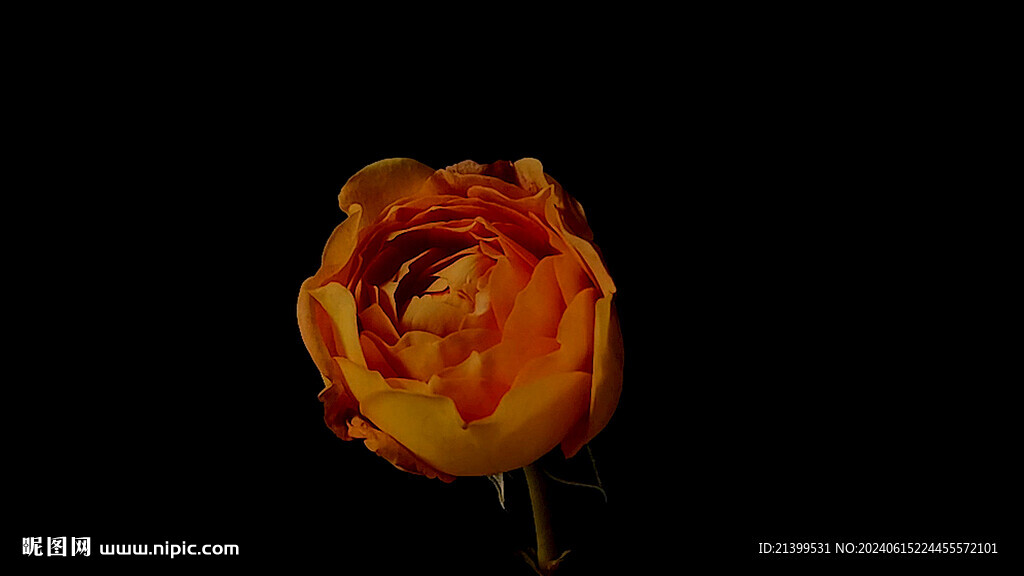 薔薇花開